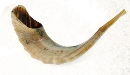 Shofar Medium (C3)