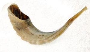 Shofar Medium 14''-16" (C3)-0